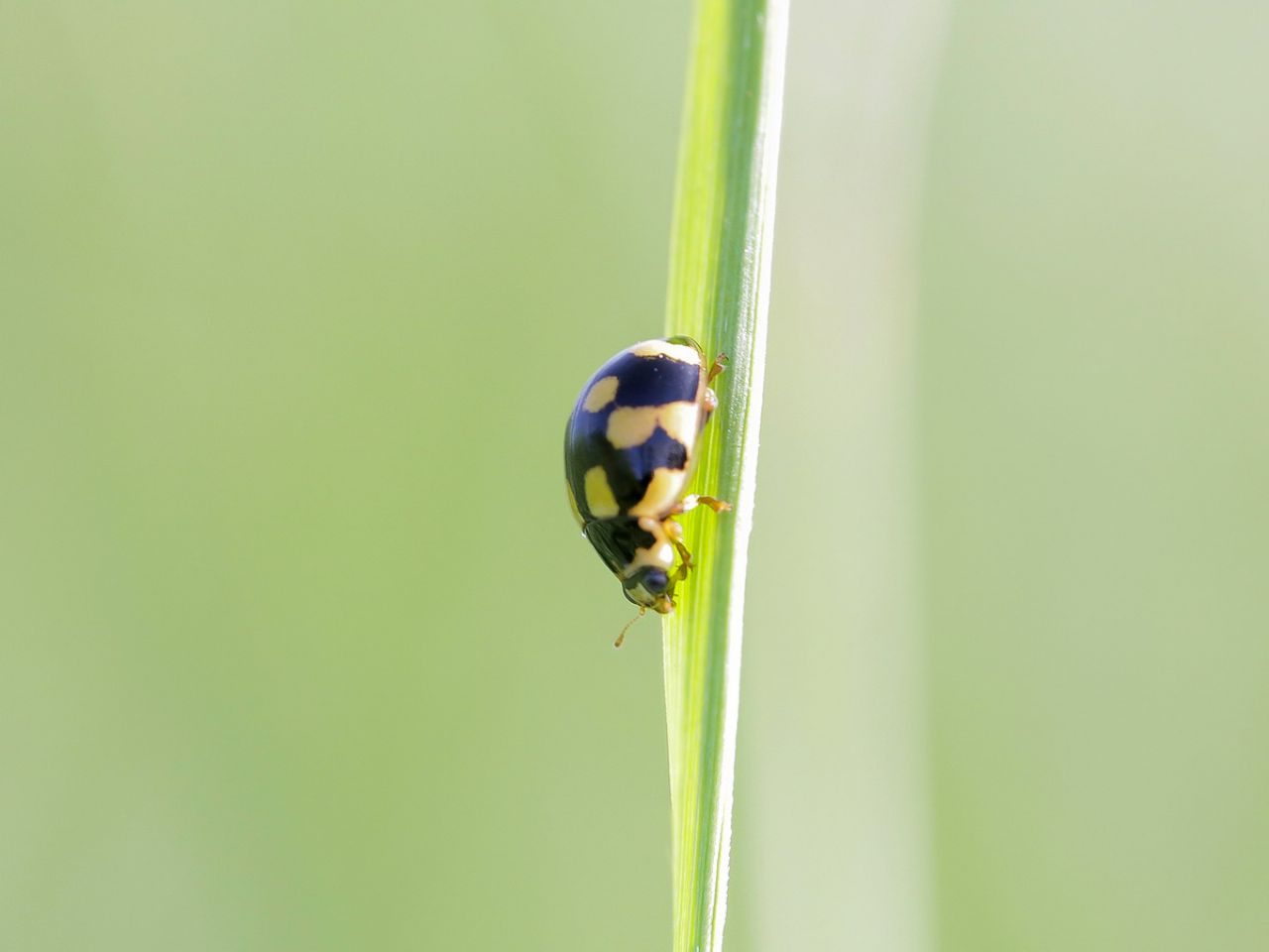 Coccinellidae - Adalia decempunctata ?